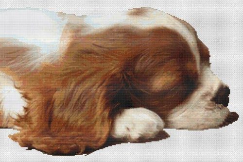 (image for) Sleepy Cavalier Pup